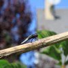 Libellule déprimée. Au jardin. LISE JALOUX